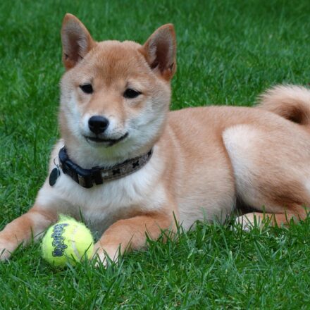shiba inu puppy
