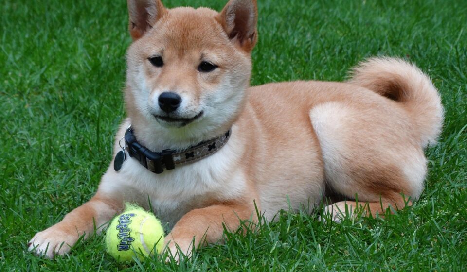 shiba inu puppy