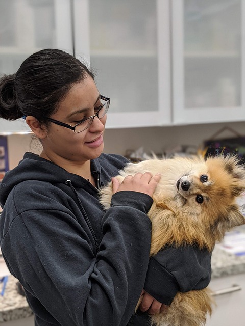 Veterinarian examining a dog's teeth during a check-up (traveling with a dog tips)