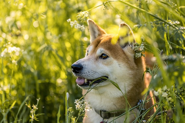 Veterinarian examining a Shiba Inu during a check-up