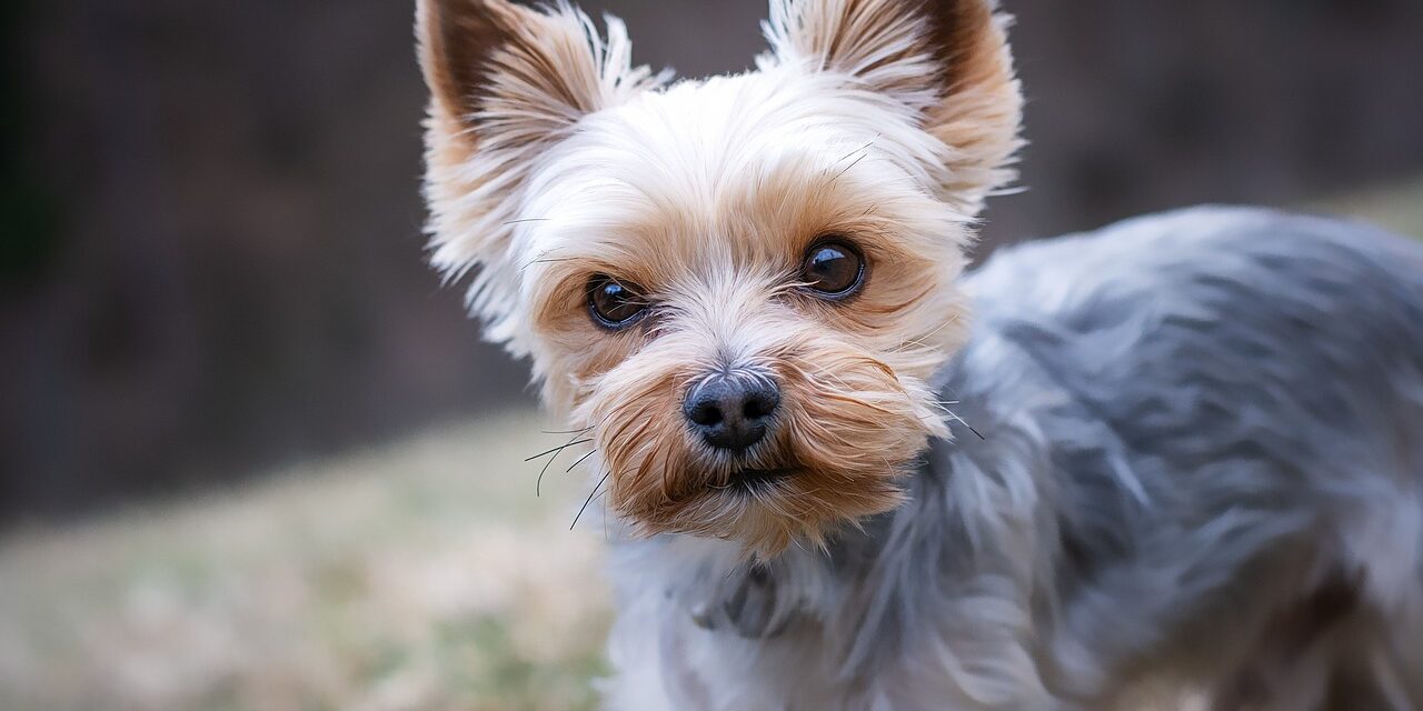 yorkie dog portrait