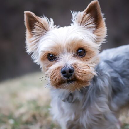 yorkie dog portrait