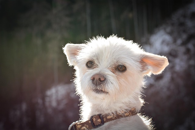 A Yorkshire Terrier being groomed with a brush