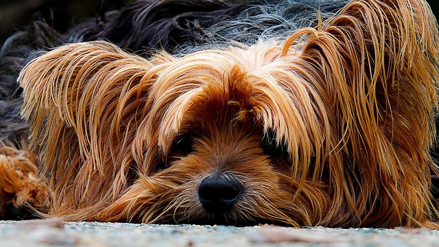 A Yorkshire Terrier playing with a small dog toy indoors